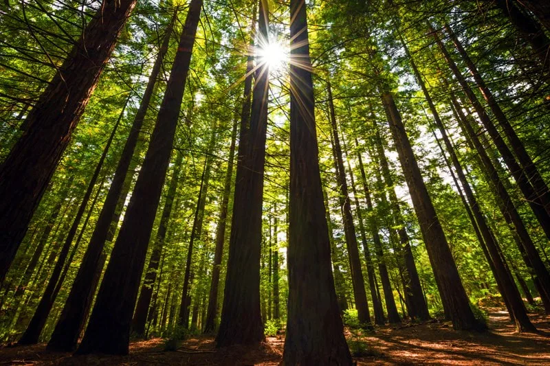 Hanmer Forest walk