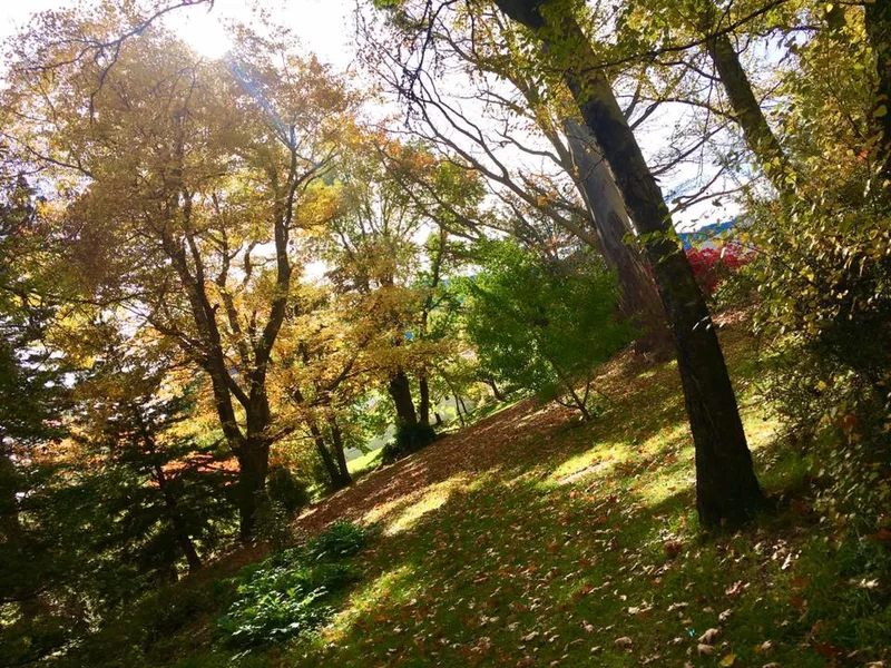 Hanmer Heritage Forest